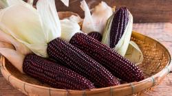 Perú exportó US$ 2.4 millones en maíz morado durante 2025