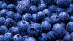 Perú lidera producción mundial de arándanos