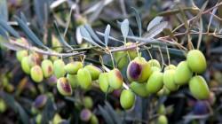 Perú produce alrededor de 229.000 toneladas de olivo al año