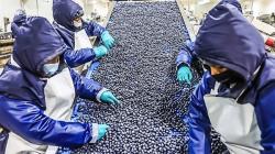 Perú y Chile casi igualados en exportaciones agrícolas al mundo