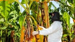 Piura: agricultores de Sullana piden declaratoria de emergencia por hongo Fusarium Raza 4