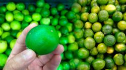 Piura concentró el 76.7% del valor de las exportaciones de limón tahití de Perú en 2025