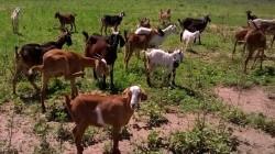 Piura cuenta con 326.717 cabezas de ganado caprino al año 2025