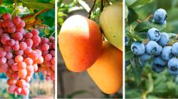 Piura: el calor adelanta la uva, frena la floración del mango y estresa al arándano