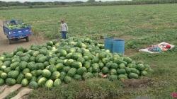 Piura evalúa producir sandía en lugar de banano