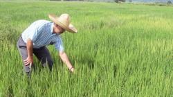 Piura: Promueven reducir siembra de arroz por sobreoferta y caída de precios