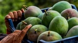 ¿Por qué no floreció el mango en Piura y Casma?