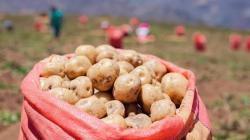 Producción de papa de Perú cayó 19.6% en julio de 2026