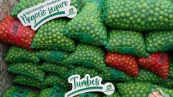 Productores de limón de Tumbes afianzan venta directa a la agroindustria