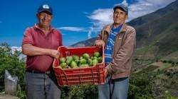 Productores del Valle Fortaleza logran exportar 327 toneladas de palta Hass a Europa