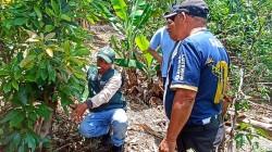 Promoverán investigaciones para conservar la calidad genética de la papa nativa en Huánuco