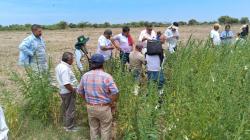 Promueven siembra de ajonjolí como cultivo alternativo en Piura