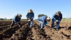 Proyecciones de siembras para la campaña agrícola 2025/2026, experimentarían alza de 5,4%