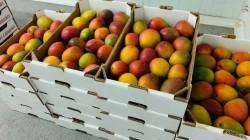 Proyecto Innova Mango busca elevar la competitividad de la fruta en Piura