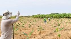 Realizan muestreo de suelos para implantar estrategias contra el fusarium raza 4 tropical en Piura