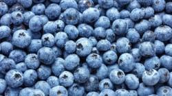 Región Lima exportó 21.937 toneladas de arándanos frescos para la campaña 2025/2026