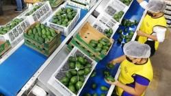 Sector agrícola aporta más del 50% del empleo generado por las exportaciones peruanas