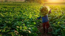 Sector agropecuario logró un crecimiento de 4.9% entre enero-noviembre 2025