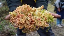 Serfor promueve el aprovechamiento sostenible y legal del musgo en Junín