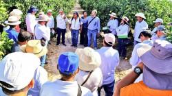 Tacna: Agromercado y Procitrus impulsan producción de naranja con enfoque comercial
