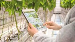 Tecnologías IoT buscan transformar la agricultura peruana
