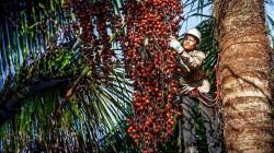 Ucayali: promueven acceso de productores a programa de apoyo financiero Fondo Agroperú