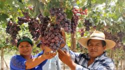 Uva de mesa 2026/27: El éxito depende de la precisión hídrica y la lectura climática anticipada