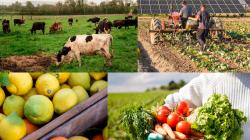 Valor de la producción agropecuaria creció 2.4% en el primer bimestre de 2026