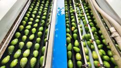 VII Congreso Latinoamericano de la Palta reunirá a expertos en Lima